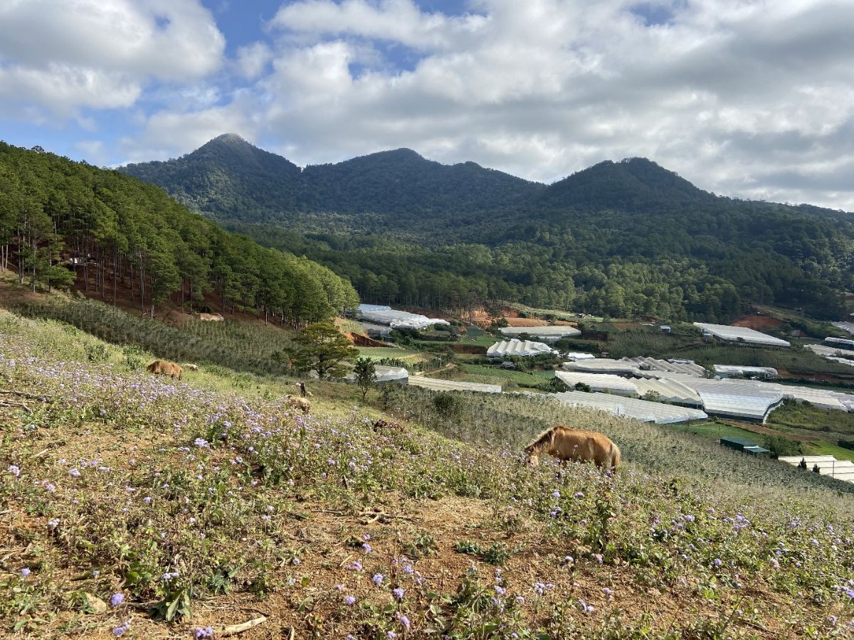 Lịch Trình Trekking Langbiang Tự Túc: 1 Ngày & 2 Ngày 1 Đêm